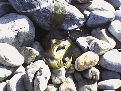 Pieni Mで撮影した写真