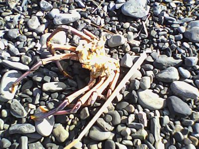 Pieni Mで撮影した写真