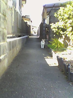 Pieni Mで撮影した写真