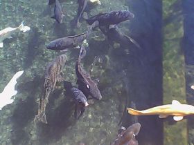 Pieni Mで撮影した写真