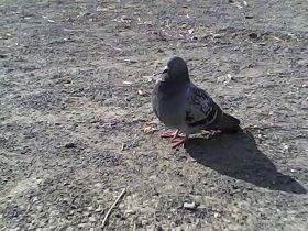 Pieni Mで撮影した写真